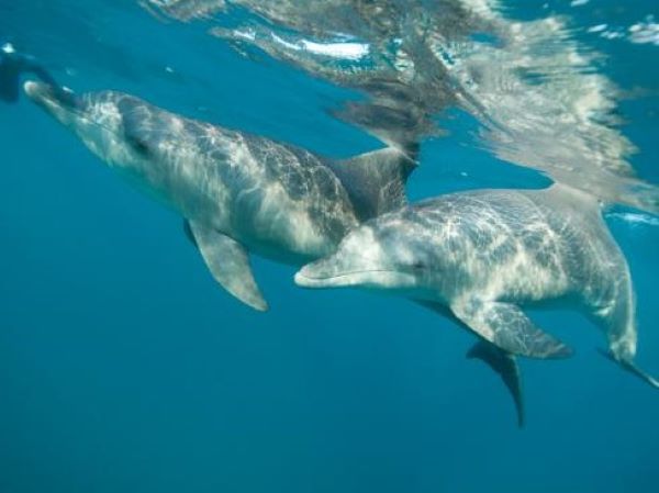 Dolphin